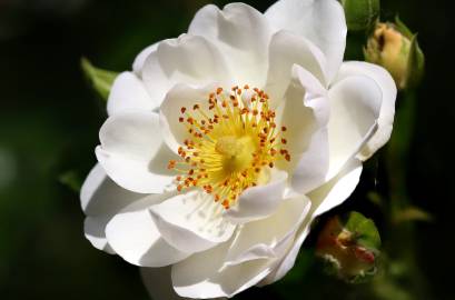 Fotografia da espécie Rosa corymbifera