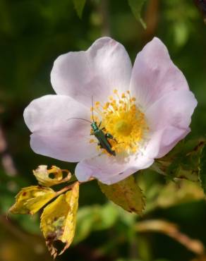 Fotografia 2 da espécie Rosa corymbifera no Jardim Botânico UTAD
