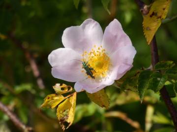 Fotografia da espécie Rosa corymbifera