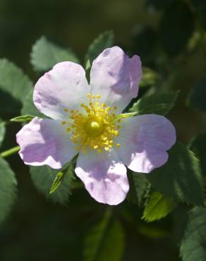 Fotografia 3 da espécie Rosa corymbifera no Jardim Botânico UTAD