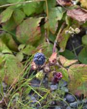 Fotografia da espécie Rubus caesius