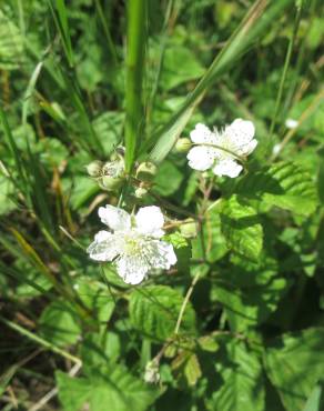 Fotografia 5 da espécie Rubus caesius no Jardim Botânico UTAD