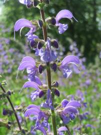 Fotografia da espécie Salvia pratensis