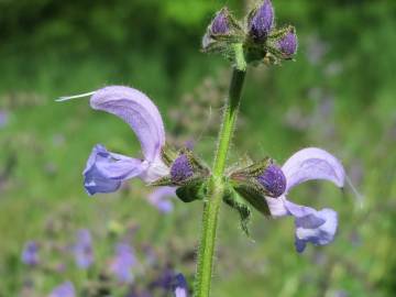 Fotografia da espécie Salvia pratensis