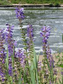 Fotografia da espécie Salvia pratensis