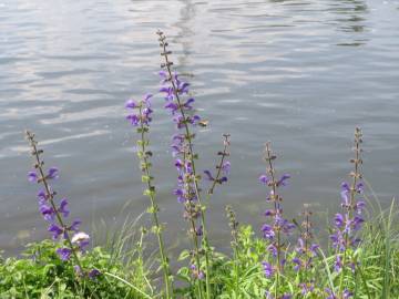 Fotografia da espécie Salvia pratensis