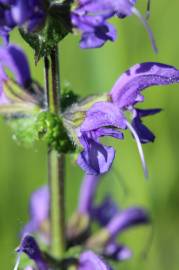 Fotografia da espécie Salvia pratensis