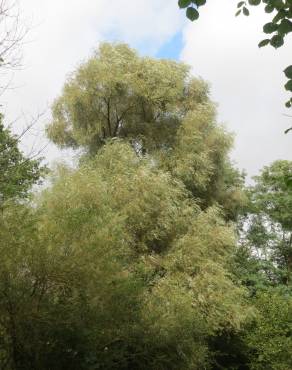 Fotografia 9 da espécie Salix alba no Jardim Botânico UTAD