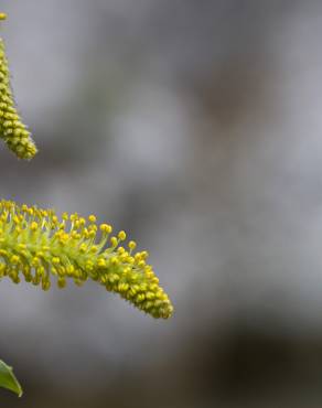 Fotografia 11 da espécie Salix alba no Jardim Botânico UTAD