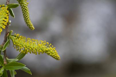 Fotografia da espécie Salix alba