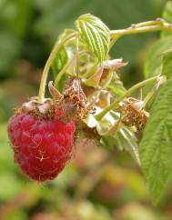 Rubus idaeus