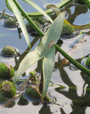 Fotografia 5 da espécie Sagittaria sagittifolia no Jardim Botânico UTAD