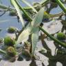 Fotografia 5 da espécie Sagittaria sagittifolia do Jardim Botânico UTAD