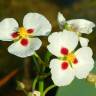 Fotografia 7 da espécie Sagittaria sagittifolia do Jardim Botânico UTAD