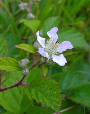 Fotografia 8 da espécie Rubus caesius no Jardim Botânico UTAD