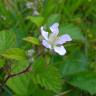 Fotografia 8 da espécie Rubus caesius do Jardim Botânico UTAD