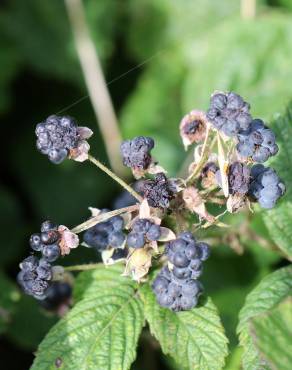 Fotografia 9 da espécie Rubus caesius no Jardim Botânico UTAD