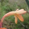 Fotografia 3 da espécie Watsonia meriana do Jardim Botânico UTAD