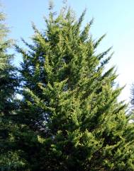 Cupressus macrocarpa