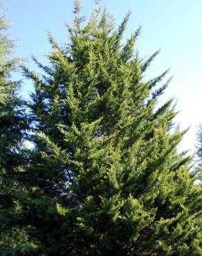 Fotografia 1 da espécie Cupressus macrocarpa no Jardim Botânico UTAD