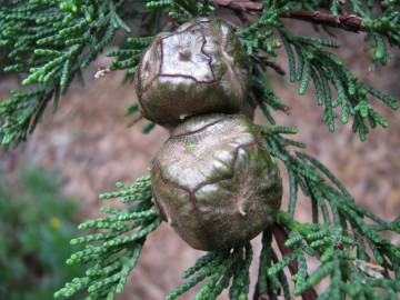 Fotografia da espécie Cupressus macrocarpa