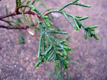 Fotografia da espécie Cupressus macrocarpa