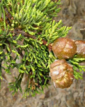 Fotografia 5 da espécie Cupressus macrocarpa no Jardim Botânico UTAD