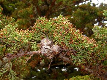 Fotografia da espécie Cupressus macrocarpa