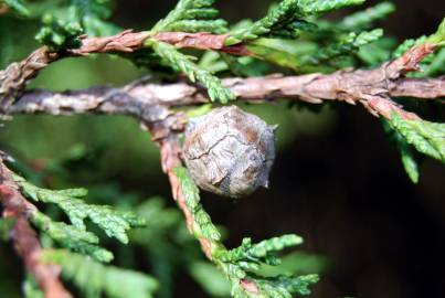 Fotografia da espécie Cupressus macrocarpa