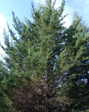 Fotografia 8 da espécie Cupressus macrocarpa no Jardim Botânico UTAD