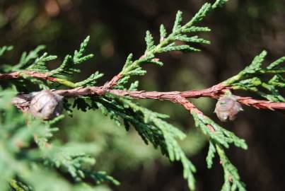 Fotografia da espécie Cupressus macrocarpa