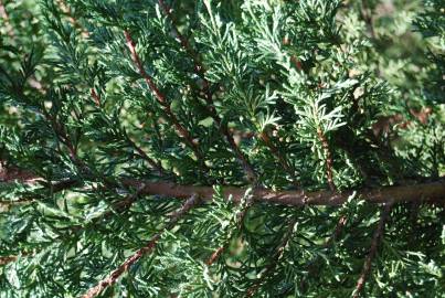 Fotografia da espécie Cupressus macrocarpa