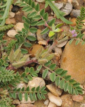 Fotografia 3 da espécie Astragalus sesameus no Jardim Botânico UTAD