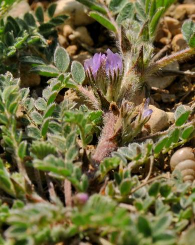 Fotografia de capa Astragalus sesameus - do Jardim Botânico