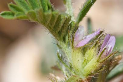 Fotografia da espécie Astragalus sesameus