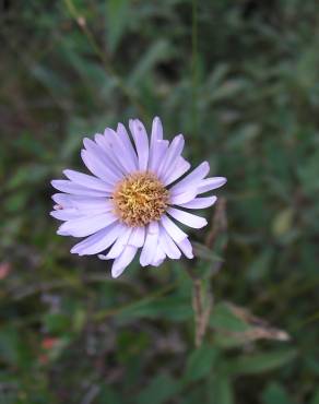 Fotografia 4 da espécie Aster lanceolatus no Jardim Botânico UTAD