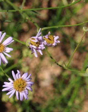 Fotografia 5 da espécie Aster lanceolatus no Jardim Botânico UTAD