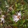 Fotografia 7 da espécie Aster lanceolatus do Jardim Botânico UTAD