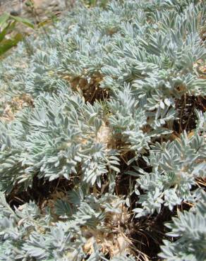 Fotografia 1 da espécie Astragalus tragacantha no Jardim Botânico UTAD