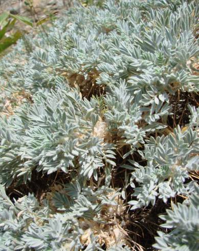 Fotografia de capa Astragalus tragacantha - do Jardim Botânico