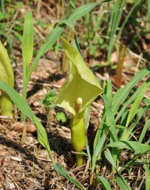 Fotografia 4 da espécie Arum italicum no Jardim Botânico UTAD