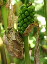 Fotografia da espécie Arum italicum