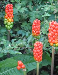 Arum italicum