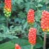 Fotografia 1 da espécie Arum italicum do Jardim Botânico UTAD