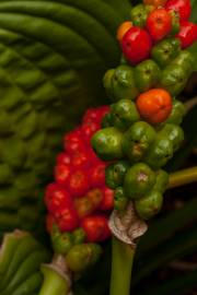 Fotografia da espécie Arum italicum