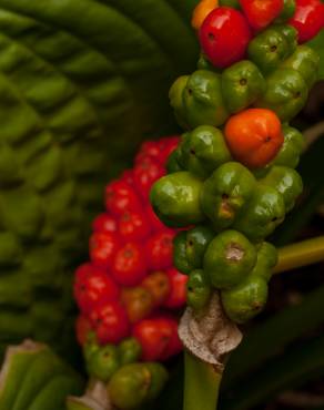 Fotografia 9 da espécie Arum italicum no Jardim Botânico UTAD