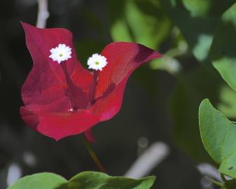 Fotografia da espécie Bougainvillea glabra