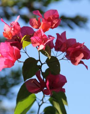 Fotografia 3 da espécie Bougainvillea glabra no Jardim Botânico UTAD