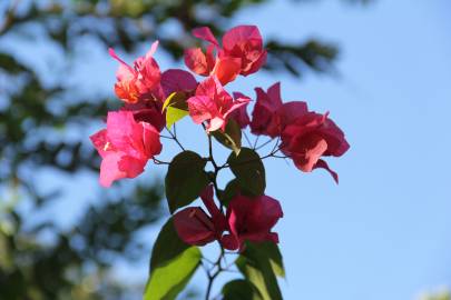 Fotografia da espécie Bougainvillea glabra