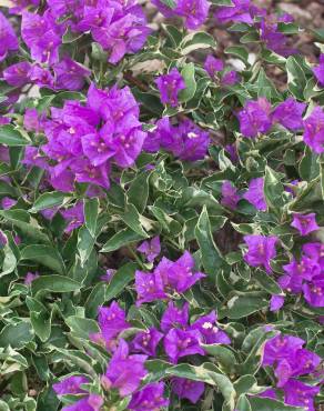 Fotografia 4 da espécie Bougainvillea glabra no Jardim Botânico UTAD